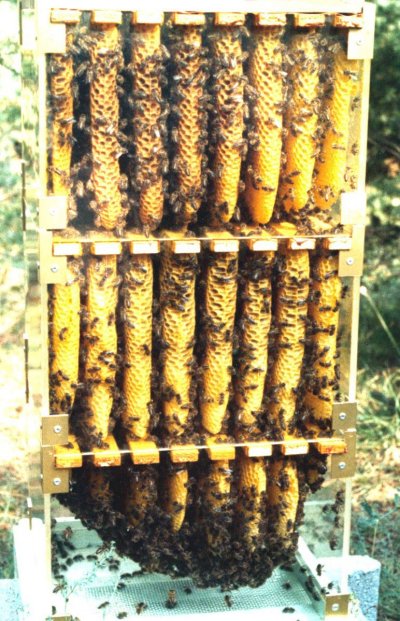 Beekeeping with the Warr hive -- Home