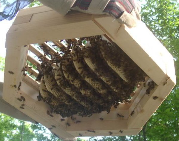 Beekeeping with the Warré hive -- Hexagonal hive